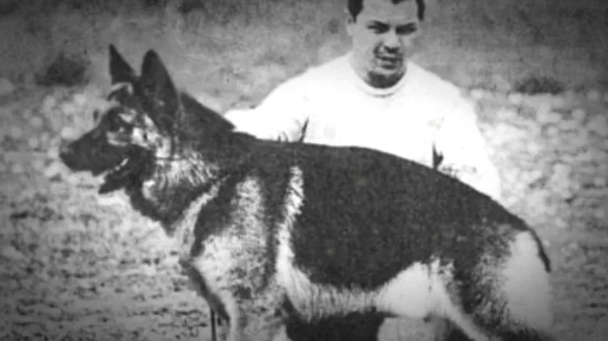 El Día Nacional del Perro se celebra en homenaje a Chonino, un perro de la Policía Federal que murió prestando servicio. El Día Nacional del Perro se celebra en homenaje a Chonino, un perro de la Policía Federal que murió prestando servicio.