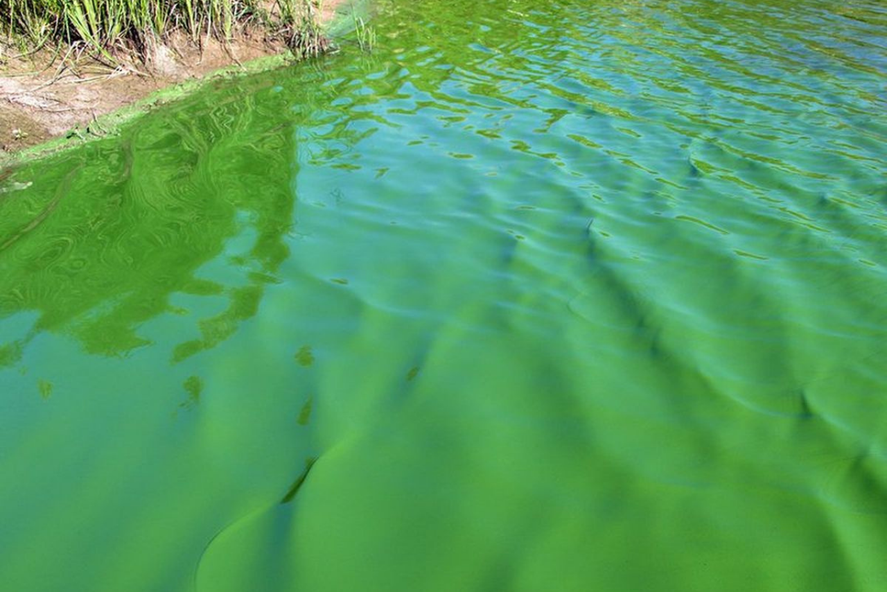 Rige un alerta naranja por cianobacterias en la zona de Berisso y Ensenada, y un alerta rojo en el Laguna de Gómez de Junín.