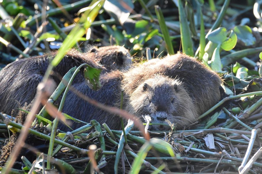 Los coipos del lugar murieron (Foto: Jorge Oscar Nedela)