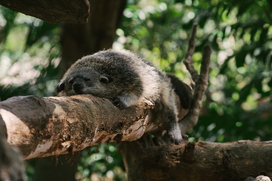 La época de reproducción de estos animales comienza en primavera