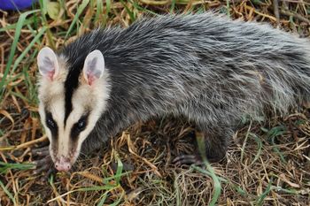 En Argentina, hay cerca de 30 especies de comadreja (Foto: Argentina Nativa)