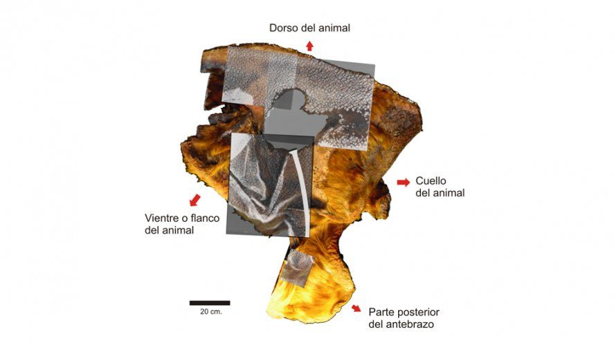 La piel del perezoso está exhibida en el Museo de Ciencias Naturales de La Plata