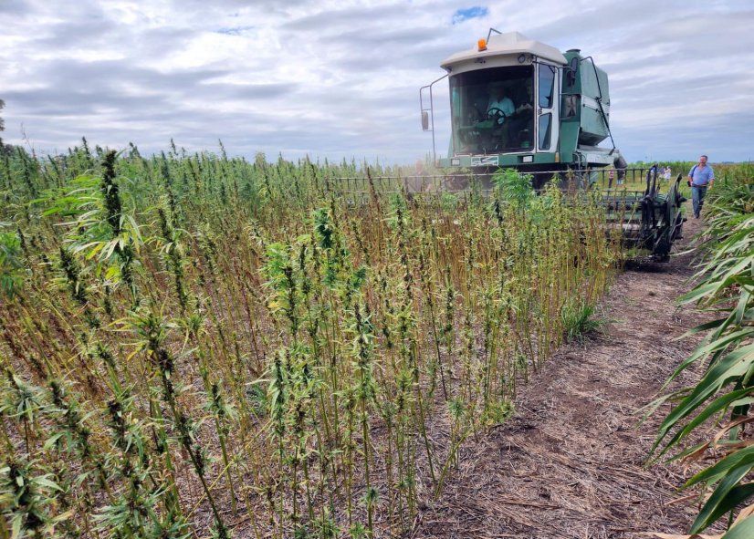 Cosecha experimental de cáñamo en Argentina supervisado por el SENASA, el INASE y la Secretaría de Agricultura. Abril de 2023.