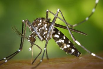 Para optimizar el primer nivel de atención, el municipio capacitó a los responsables de los CAPS sobre nociones clave sobre el mosquito del dengue y su propagación.
