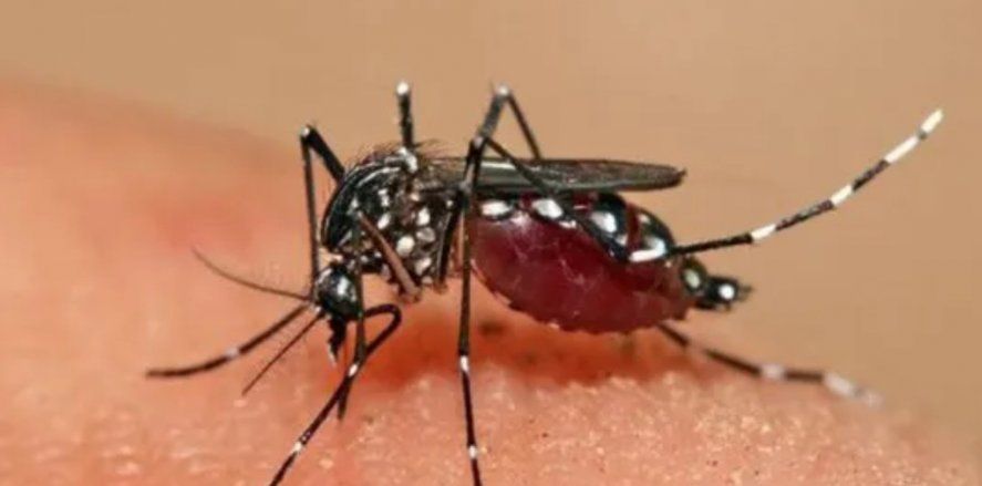 Del martes 5 al jueves 7 de julio, el Gobierno bonaerense realizará una Campaña de Descacharrado de Invierno para prevenir el dengue.