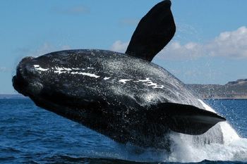 El 4 de octubre se recuerda la importancia de la protección de la fauna en el mundo.