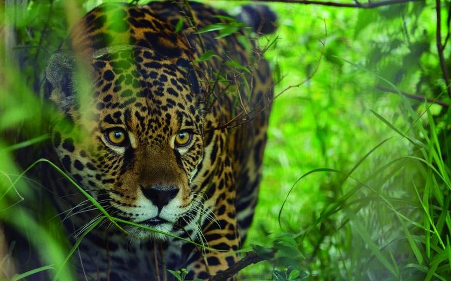 Día Mundial de los Animales: El yaguareté es una de las especies en peligro de extinción y que el Congreso de la Nación nombró Monumento Natural Nacional.