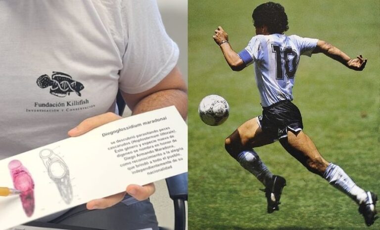 El extraño homenaje a Diego Maradona de parte de investigadores bonaerenses