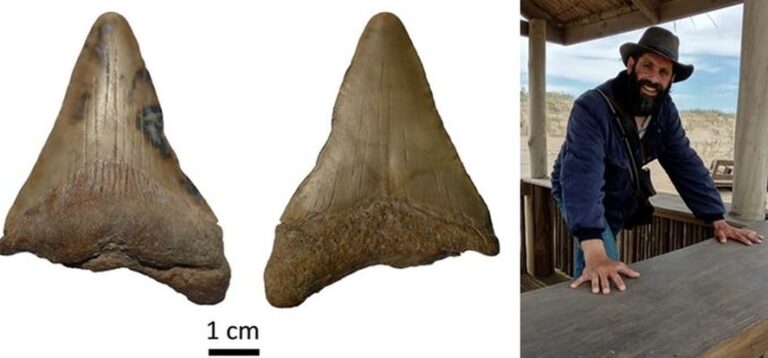 Mar de Ajó: Hallaron un  diente de un tiburón prehistórico gigante en la costa