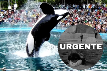 con mas de 630 mil firmas, activistas piden el cierre de mundo marino por la actualidad de la orca kshamenk