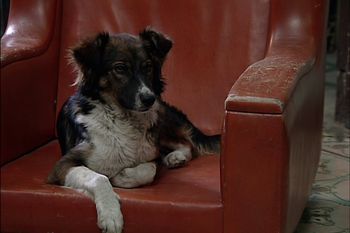okupas: ¿cual es la historia de severino, el perro que participa en la serie?