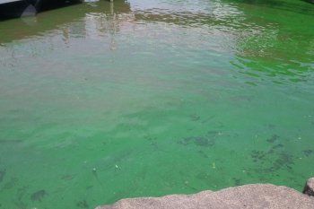 Agua verde en el Delta y norte del Río de la Plata: Alertan por los peligros de tocarla o consumirla. 