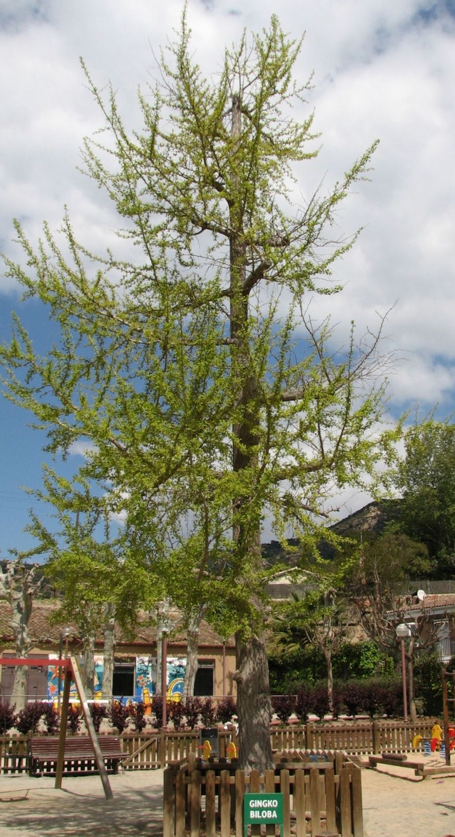 El responsable del olor a vómito es el gingko (Ginkgo biloba)