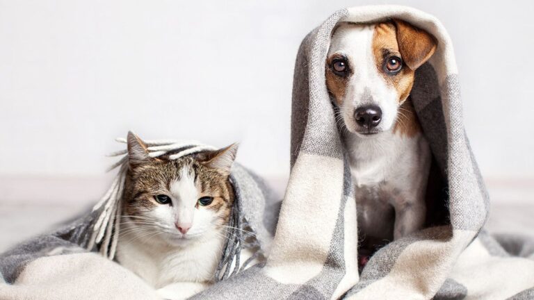 La columna del Dr. César Gatti, veterinario: estrés de las mascotas post pandemia