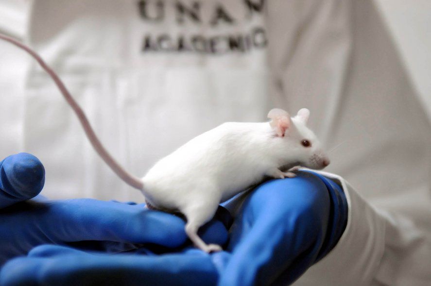La experimentación en animales para la industria de cosméticos está en debate (Foto: Sistema Nacional de Bioterios)