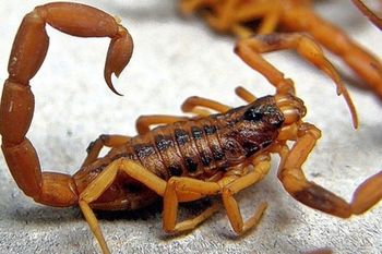 Alacranes en La Plata