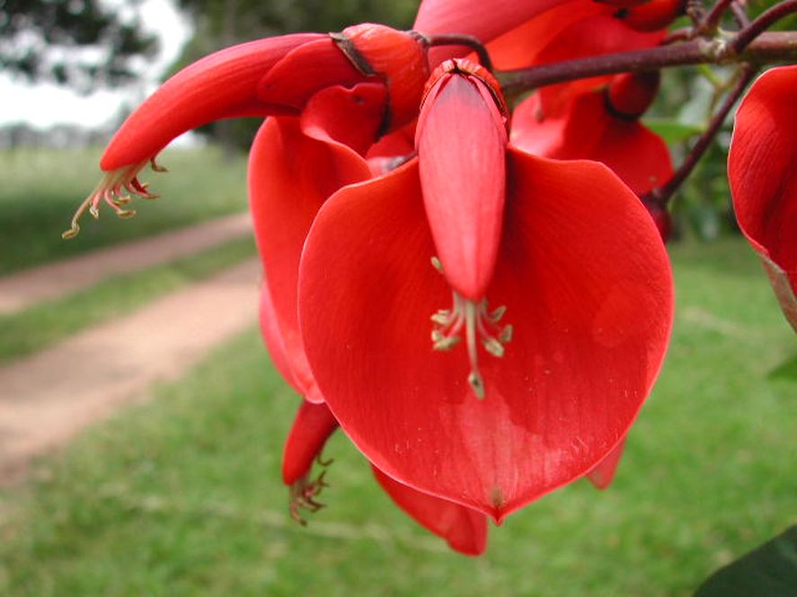 Cada 22 de noviembre se celebra el Día de la Flor Nacional. Conocé la leyenda del ceibo. 