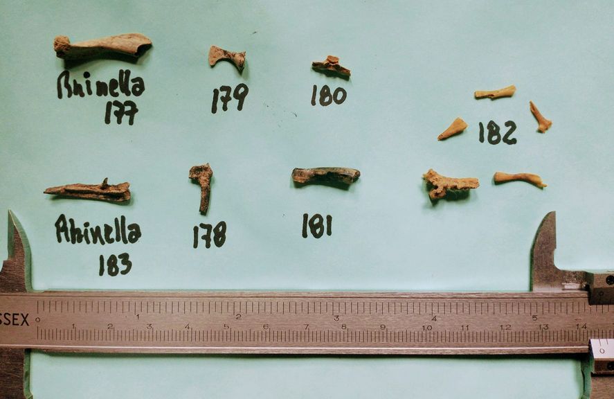 Se trata de sapos, ranas y escuerzos de hace 50.000 y 700.000 años atrás. Se trata de sapos, ranas y escuerzos de hace 50.000 y 700.000 años atrás.