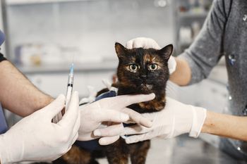 Confirman un caso de rabia felina en Laprida.