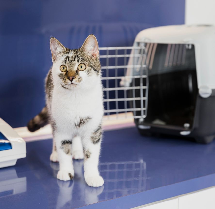 El Senasa informó que el Certificado Veterinario Internacional de exportación ya se puede hacer virtualmente. El Senasa informó que el Certificado Veterinario Internacional de exportación ya se puede hacer virtualmente.