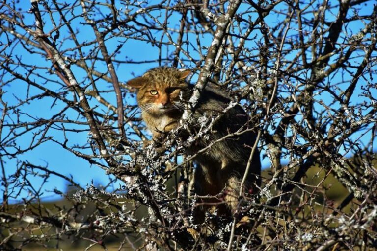 Aparecieron gatos monteses en Santa Clara del Mar