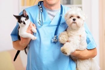 La Plata: ¿Dónde vacunar perros y gatos gratis esta semana?