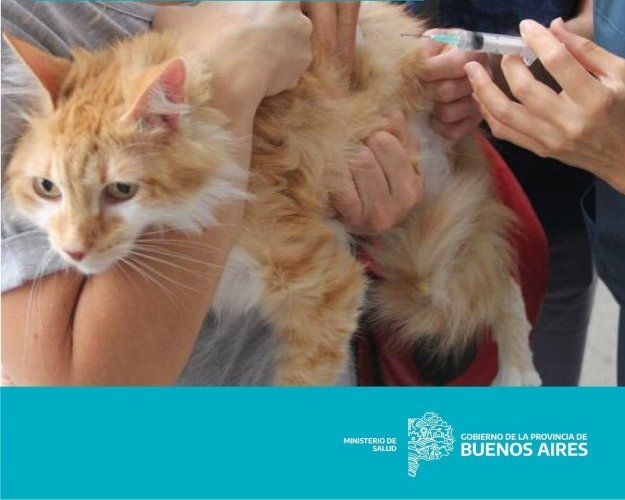 Es necesaria la vacunación contra la rabia en animales domésticos todos los años