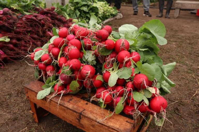 Cosechan verduras en una cárcel y las donan a un hospital