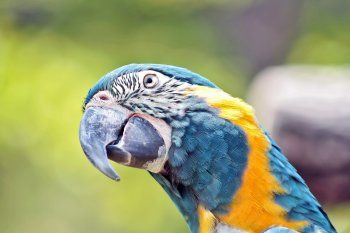 Los dos guacamayos que vivirán en el Bioparque son de color azul y amarillo.