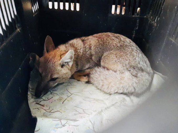 Otro caso de maltrato animal en Mar del Plata: recataron una zorra que tenían como mascota en un domicilio particular.