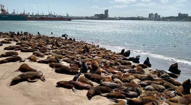 Hallaron siete lobos marinos muertos en Villarino