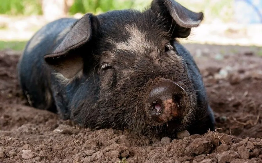 El Santuario Salvajes necesita ayuda económica para evitar el cierre