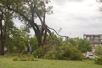 Árboles caídos en Olavarría por el temporal.