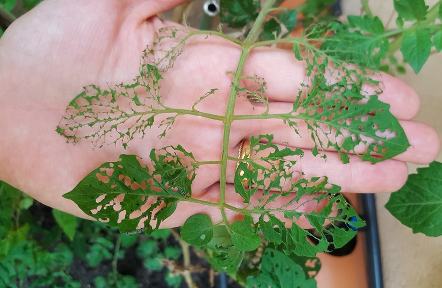El INTA compartió recetas de preparados naturales para proteger las plantas