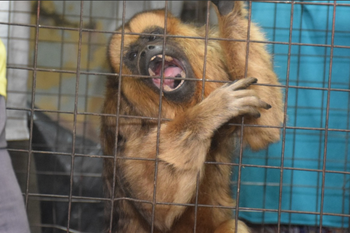 La mona que fue rescatada en Carhue se llama Pancha. 