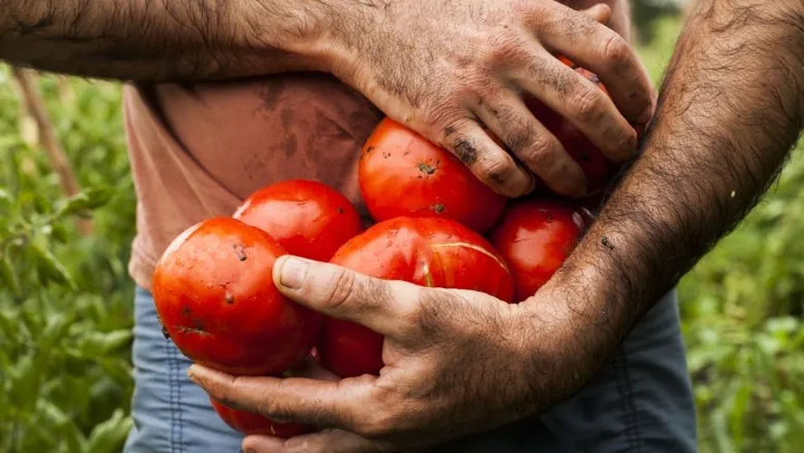 Llega una nueva edición de la Fiesta del tomate.