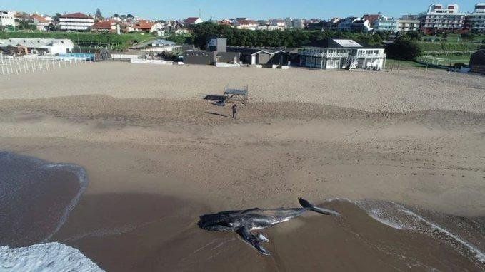 Apareció una ballena jorobada muerta en las playas del sur de Mar del Plata. (FOTO: DIARIO LA CAPITAL)