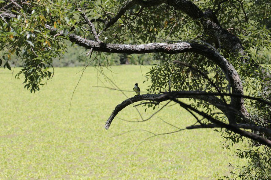 Reserva ecológica de Vicente López