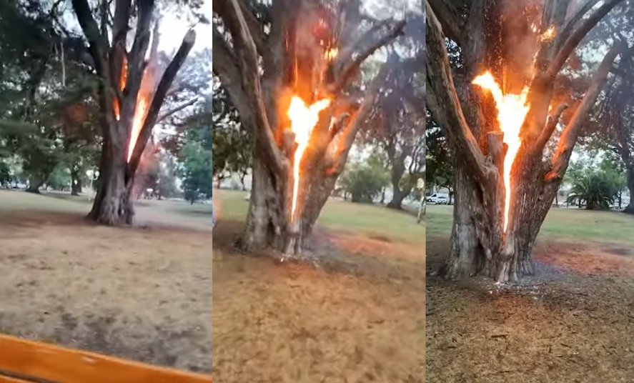 Impactante: así se incendió un árbol tras la caída de un rayo en Lincoln