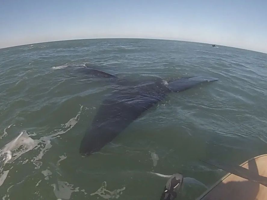 Dos bonaerenses vivieron la experiencia de encontrarse y jugar durante una hora con más de diez ballenas en Monte Hermoso. 