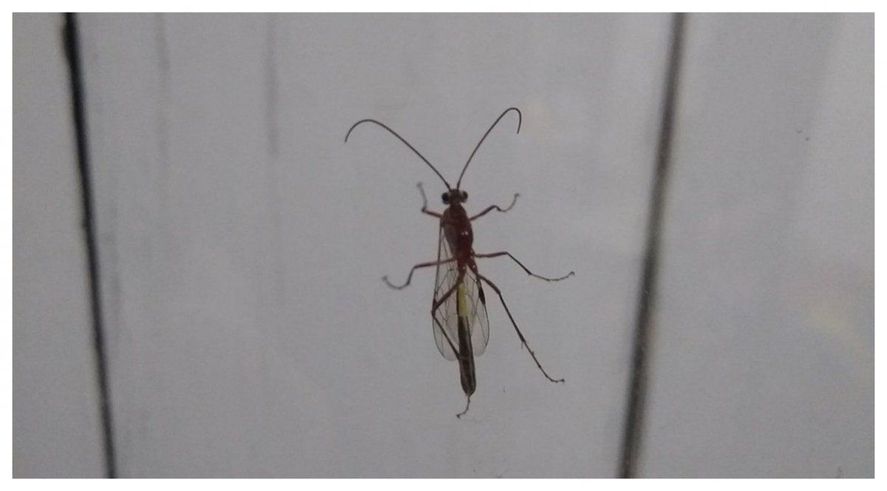 La aparición de estos insectos alarmó a los vecinos de Bahía Blanca