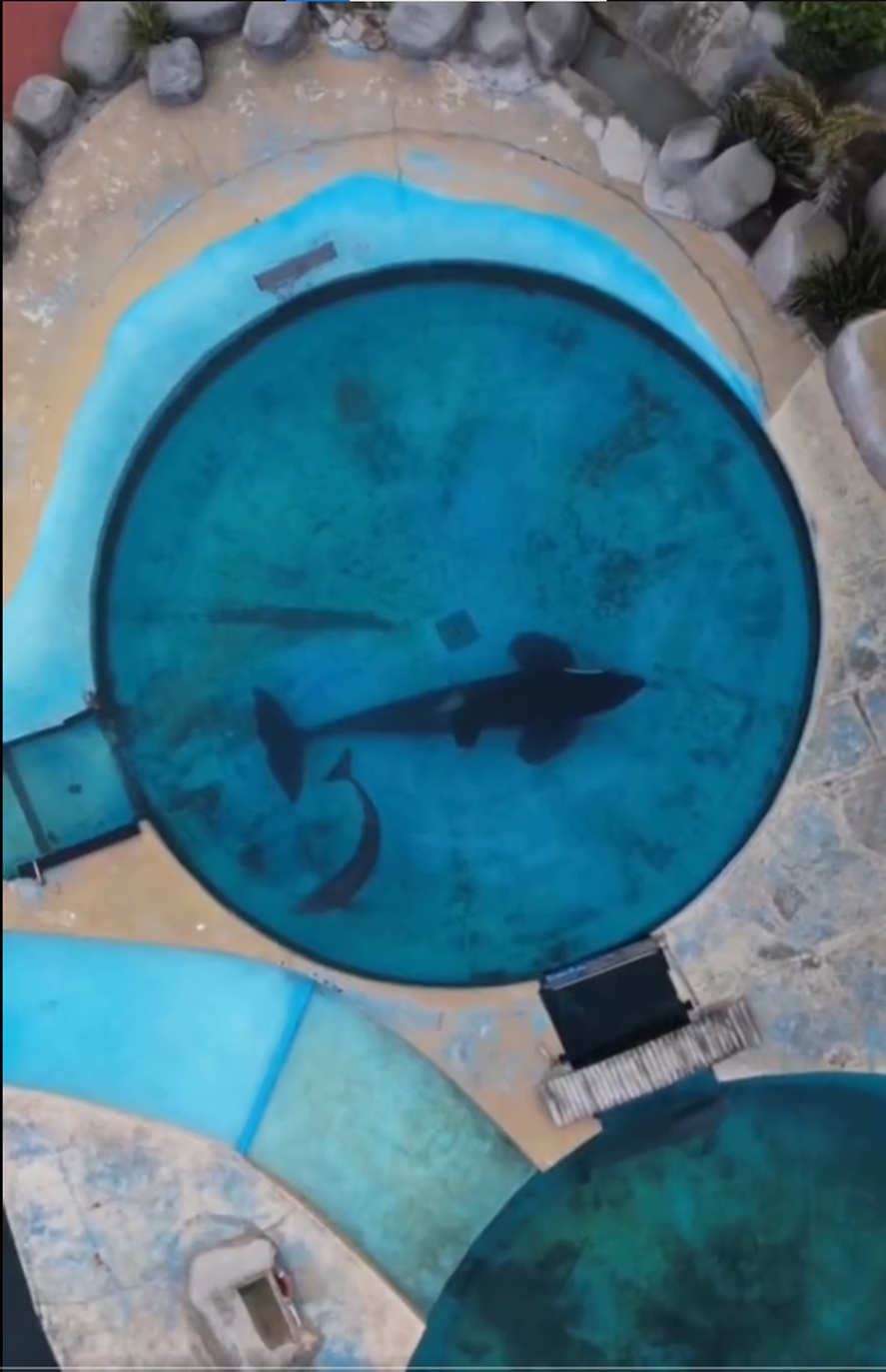 Kshamenk, la última orca de Mundo Marino. Kshamenk, la última orca de Mundo Marino.