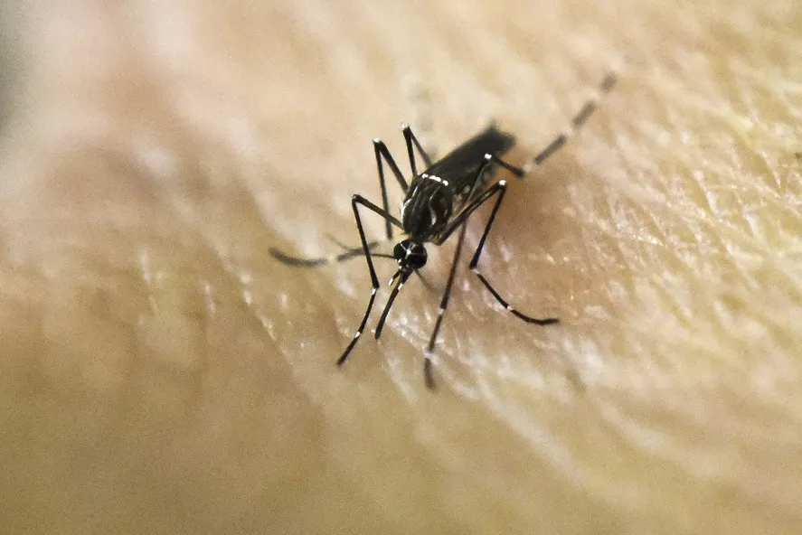 La Municipalidad de La Plata sigue con su campaña "Anulo Dengue".
