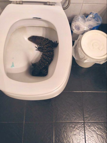 En octubre, un lagarto apareció en el inodoro de una casa de La Plata (Foto: @PedroAribe)