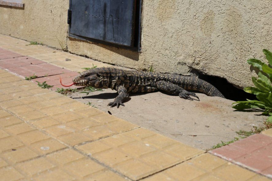 En el barrio de Tolosa, el reptil encontró refugio en un hueco de la calle