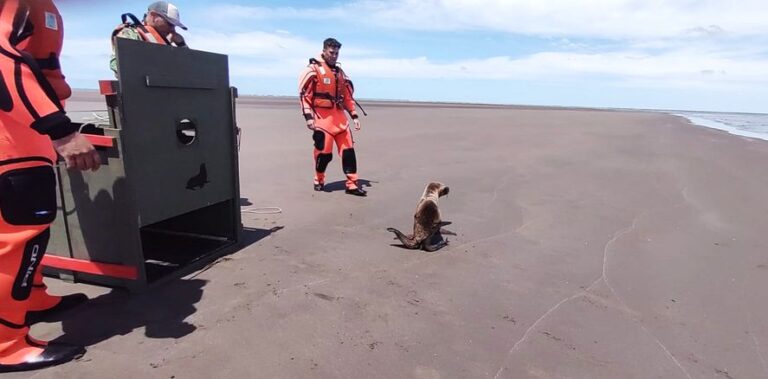 Así regresaba al mar un lobo marino rescatado en Patagones