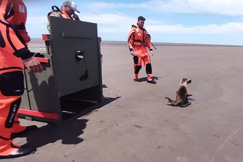 El lobo marino transitó un período de rehabilitación antes de regresar al mar