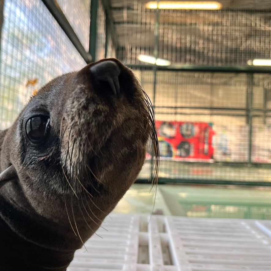 El ejemplar de lobo marino que fue rescatado a mediados de junio ya fue devuelto a su hábitat natural tras una rehabilitación en Temaikèn y Mundo Marino.