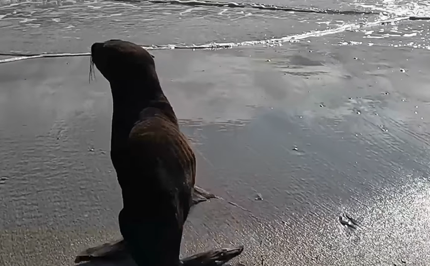 Tras sufrir "presión social", un lobo marino rescatado y rehabilitado fue devuelto al mar en las costas de San Clemente del Tuyú. Mirá el video del momento.
