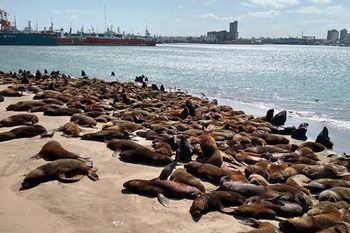 Nuevos brotes de gripe aviar en lobos marinos. 